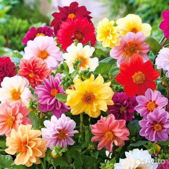 Рассада цветов 2024