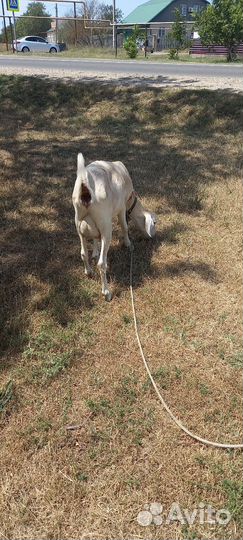 Продам Козочек ценыразные на кажд/всех вместе 95к