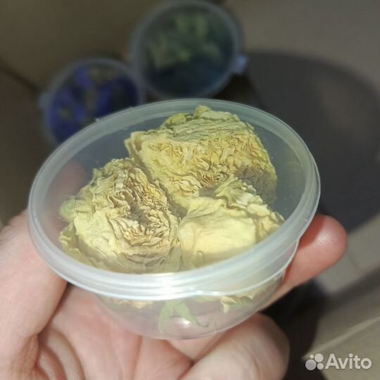 Сухоцветы для творчества