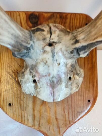 Продам рога оленя