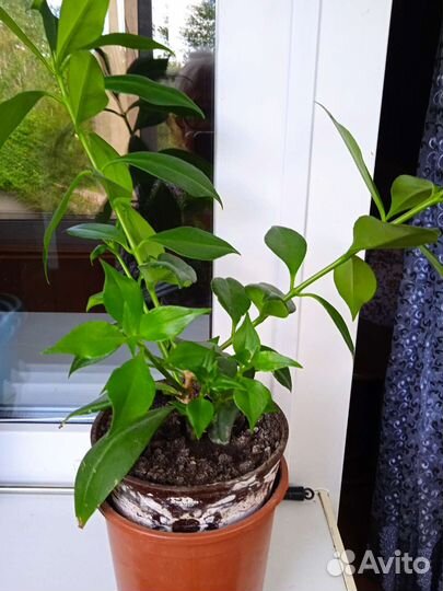 Эсхинантус жар птица