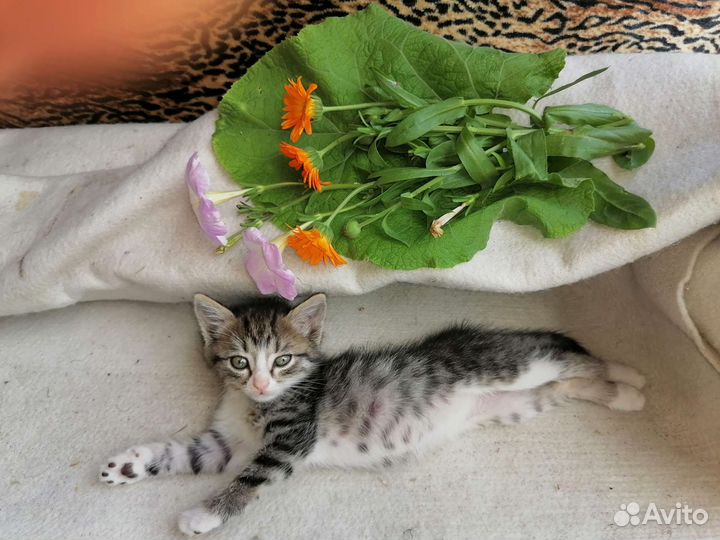 Кошка в дар бесплатно