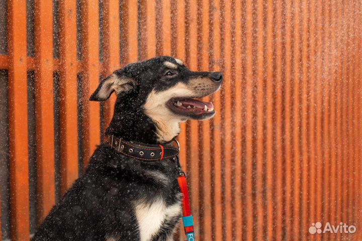 Ищет дом пёс Волчок, собака в добрые руки