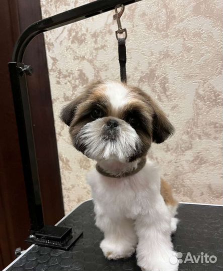 Грумер стрижка собак