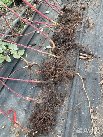 Малина элитные сорта