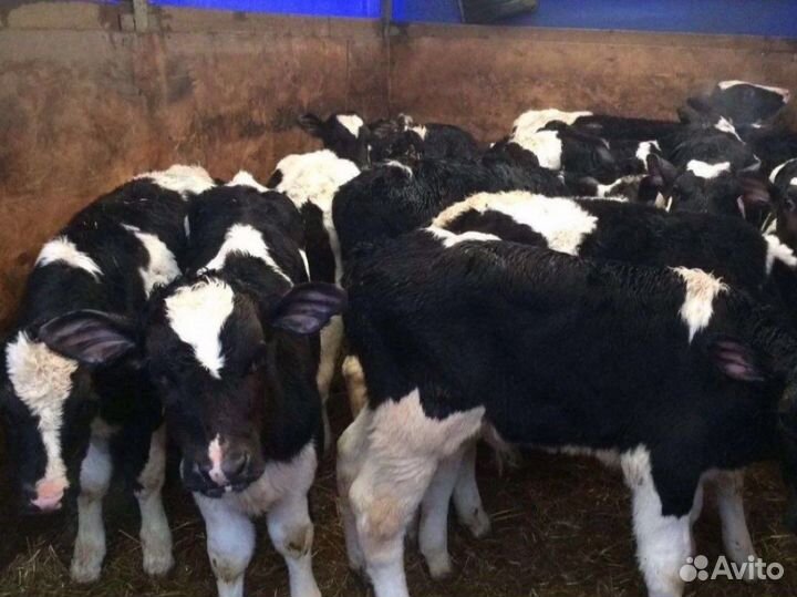 Бычки телята