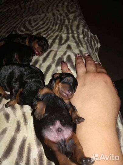 Цвергпинчер