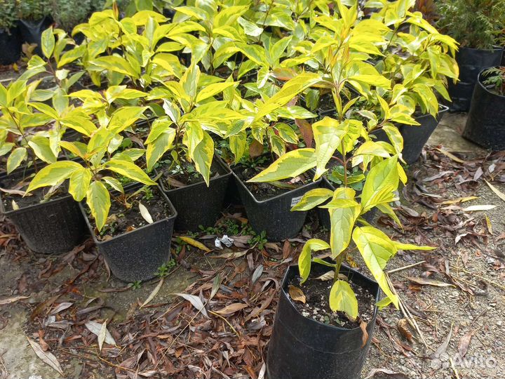 Дерен,Форзиция