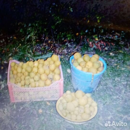 Цидония, барбарис обыкновенный