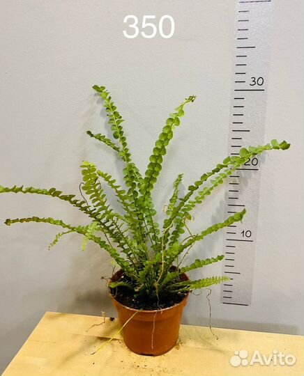 Нефролепис Даффи