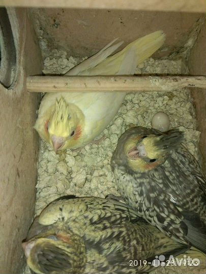 Корела нимфа