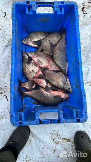 Рыбалка на р.Дейма