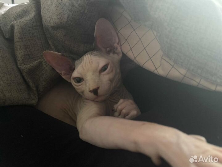 Кот на вязку канадский сфинкс