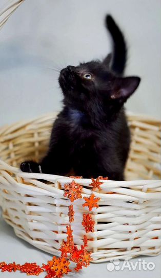 Котята ищут дом