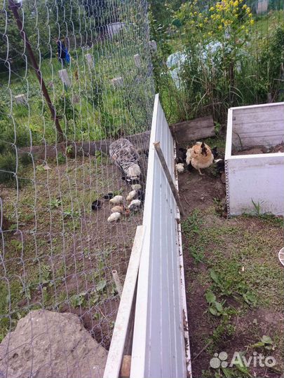 Куры цыплята