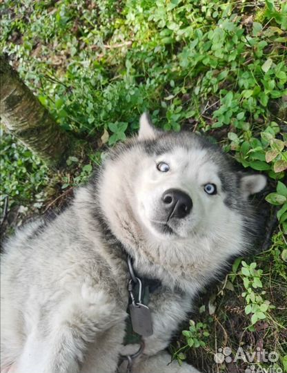 Выгул собак