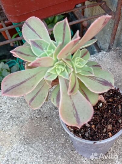 Эониум разные виды