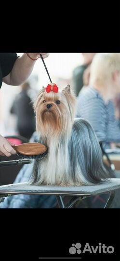 Йоркширский терьер щенок