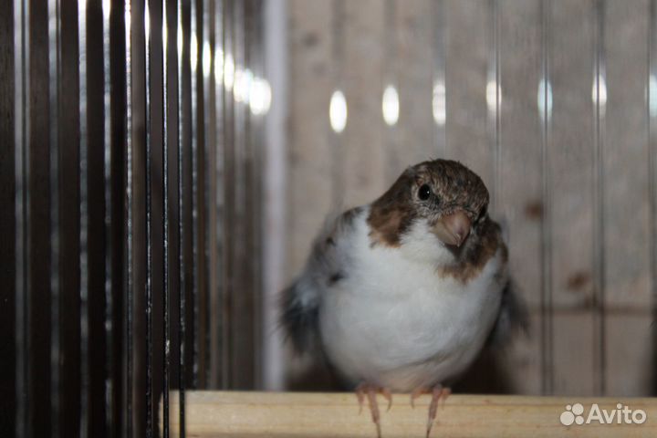 Канарейки. самки