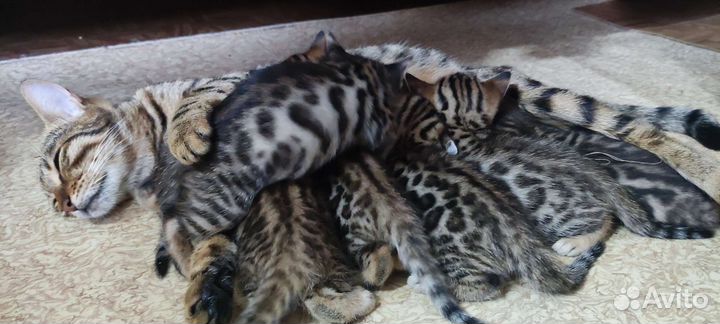 Бенгальские котята