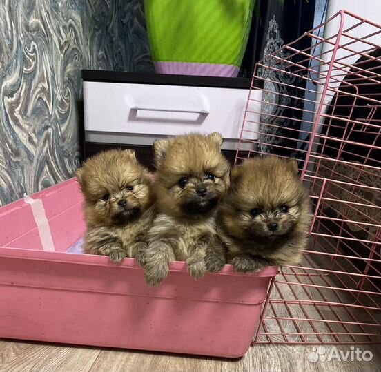 Померанский шпиц