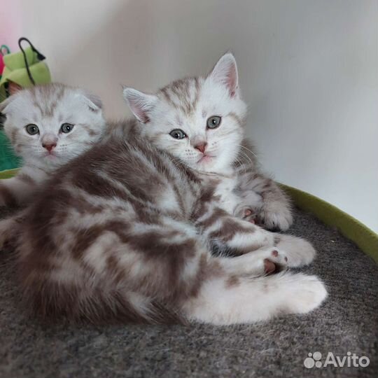 Шотландские котята