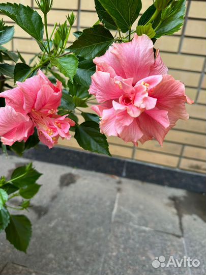 Гибискус Китайская роза розовая 100 см