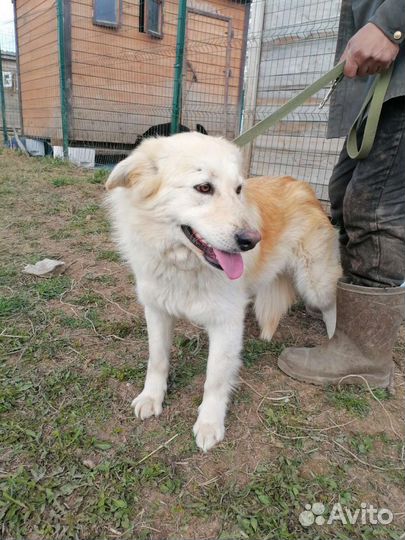 Шикарная, пушистая Снежана ищет дом в добрые руки