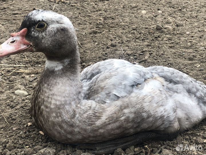 Утки муларды