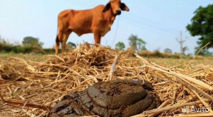 Коровий навоз