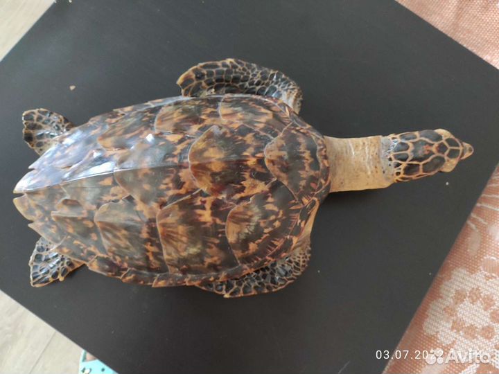 Чучело черепахи