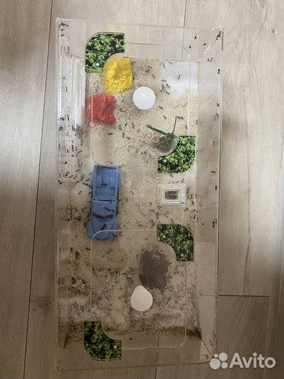 Муравьиная ферма с муравьями Формикарий