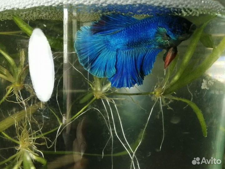 Рыбки петушок