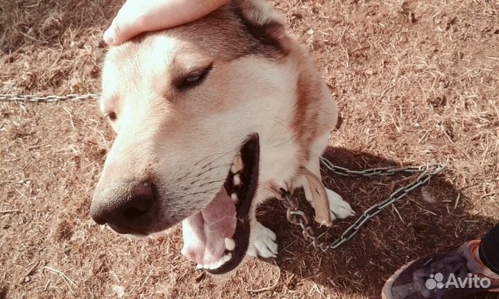 Шарик ищет дом