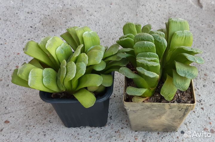 Haworthia lime green