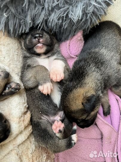 Собака и щенки