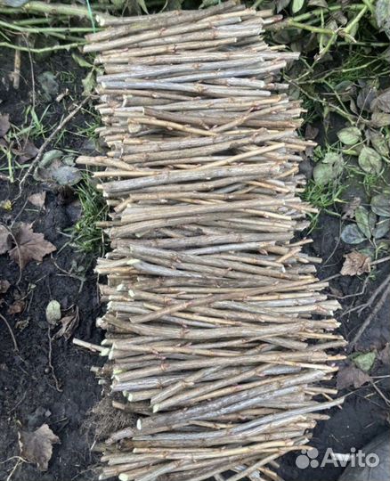 Черная смородина