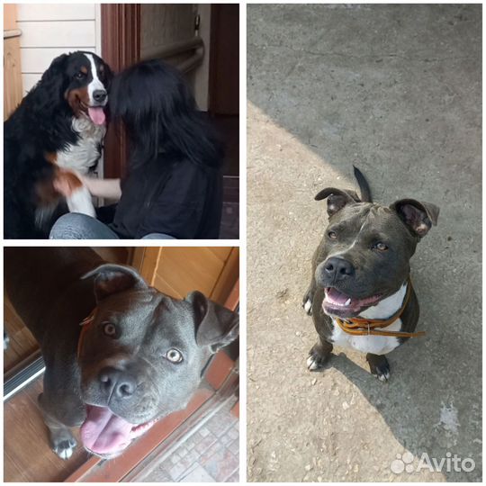 Передержка собак