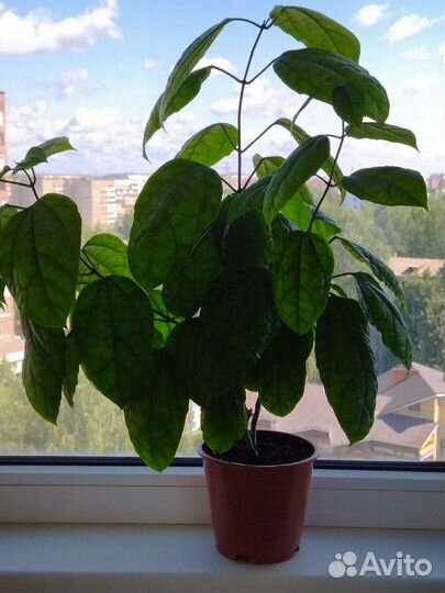 Клеродендрум томпсон