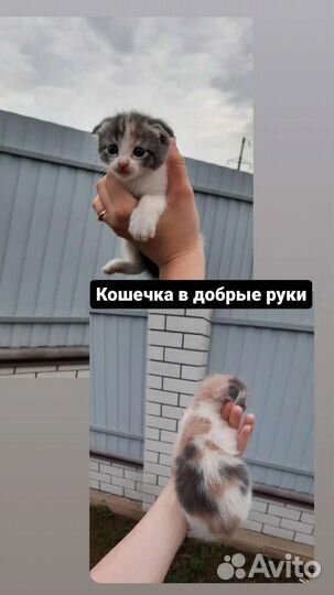 Котята в добрые руки