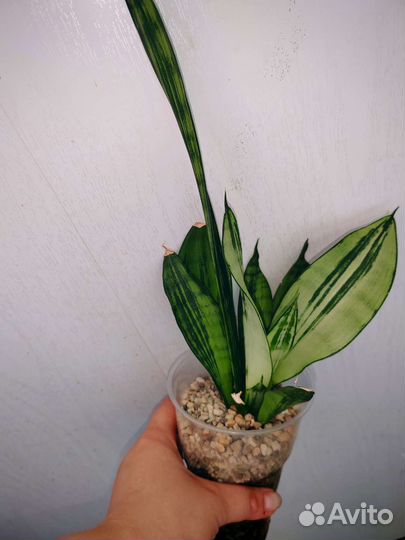 Сансевиерия бразил мутант