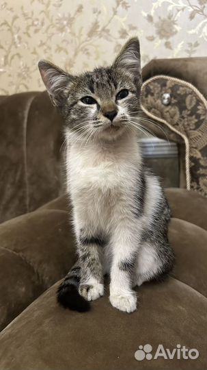 В добрые руки котенок девочка