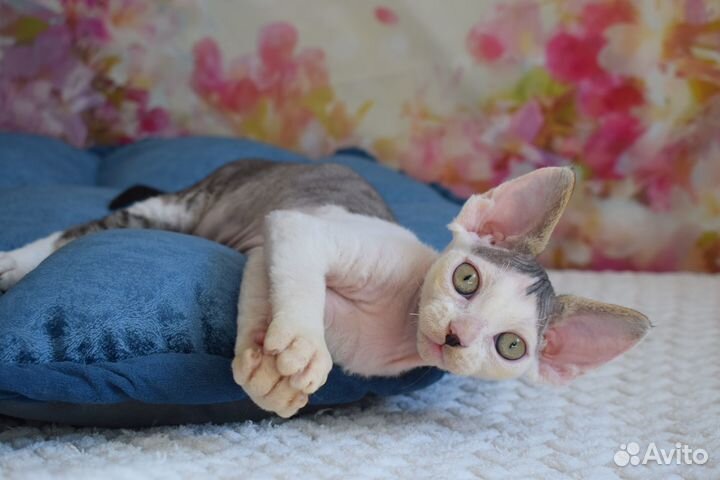 Котик Devon Rex