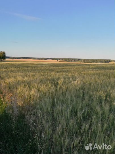 Продам зерно