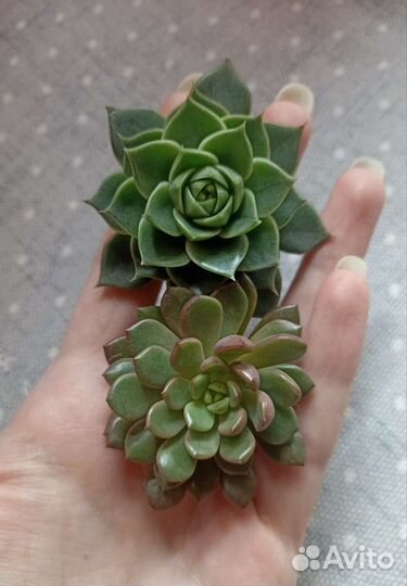 Суккуленты почтой часть 4 из 9