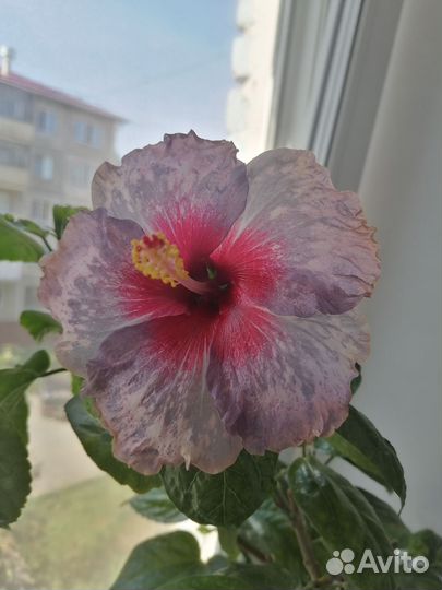 Сортовые гибискусы