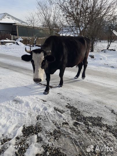 Корова стельная