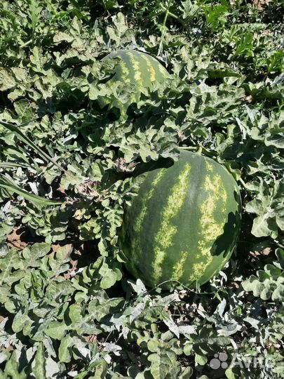 Арбуз Каристан