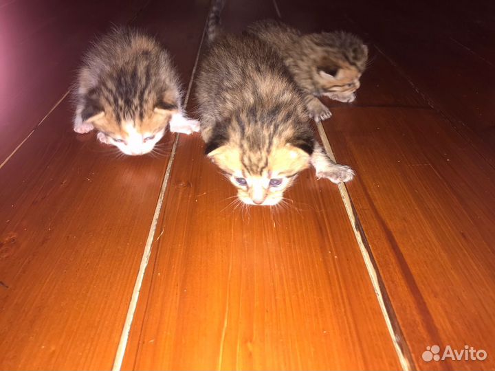 Котята