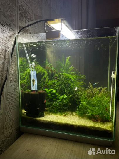 Аквариум